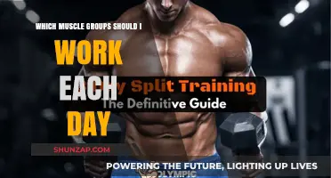 Optimize Your Workouts: Daily Muscle Group Training Strategies Revealed