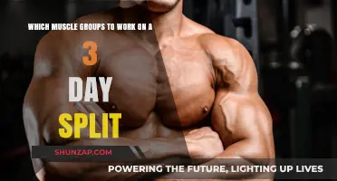 Effective 3-Day Split: Targeting Key Muscle Groups for Optimal Growth