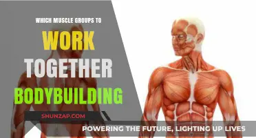 Synergistic Muscle Groups: Maximizing Gains in Bodybuilding Workouts