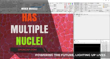 The Muscular Multitaskers: Muscles With Multiple Nuclei