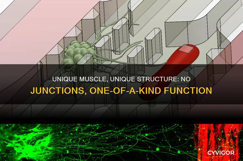 which muscle has no junctions