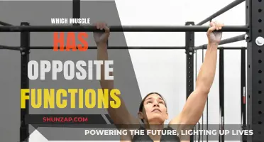 Muscle Functions: Flex and Extend