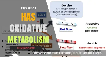 Understanding Muscle Metabolism: Oxidative Properties