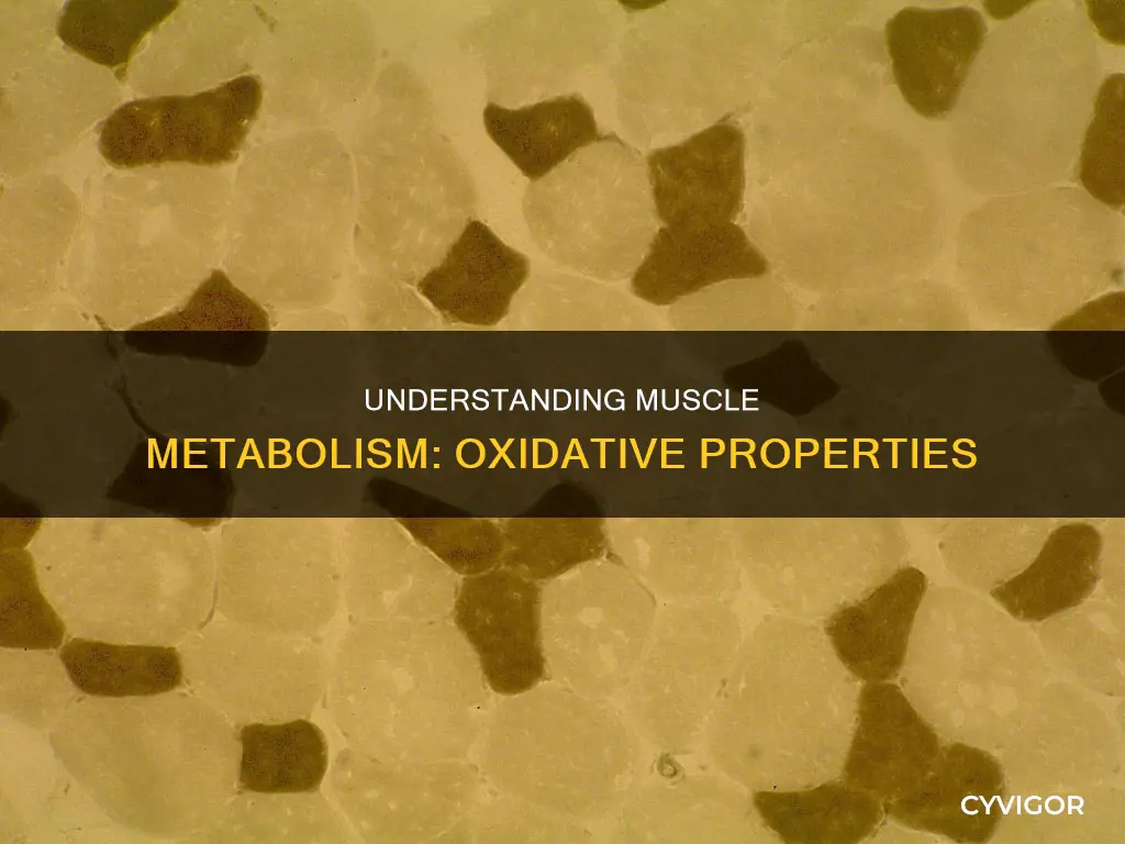 which muscle has oxidative metabolism