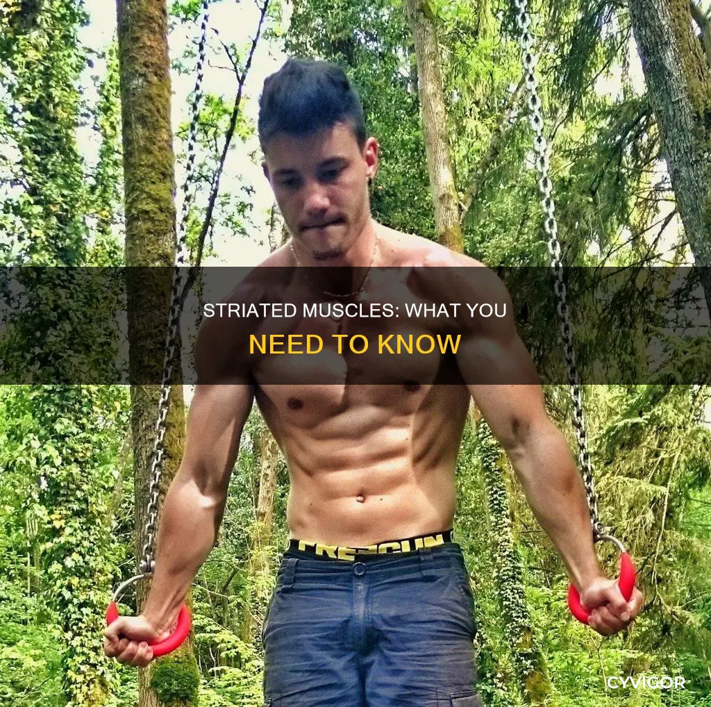 which muscle has striations