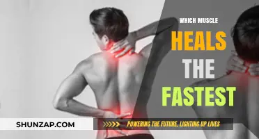 Healing Muscles: Which Recover the Quickest?