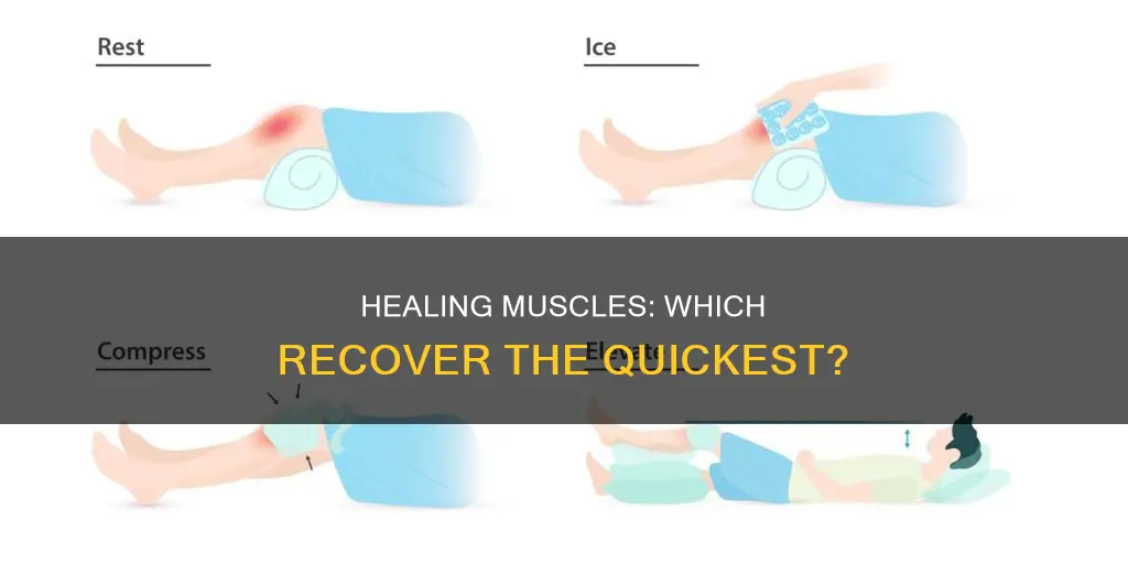 which muscle heals the fastest