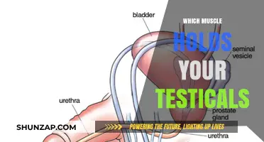 The Testicle-Holding Muscle: What You Need to Know
