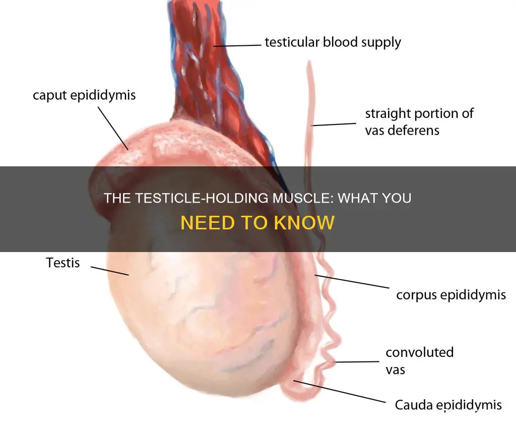 which muscle holds your testicals
