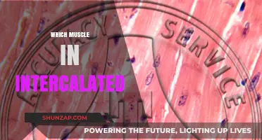Intercalated Discs: The Heart's Muscular Connections
