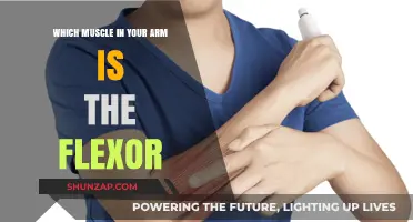 Discover the Primary Flexor Muscle in Your Arm: A Quick Guide