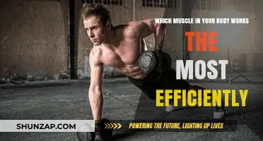 Unveiling the Body's Most Efficient Muscle: Power, Endurance, and Function