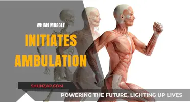 How Walking Starts: The Muscle Behind Ambulation