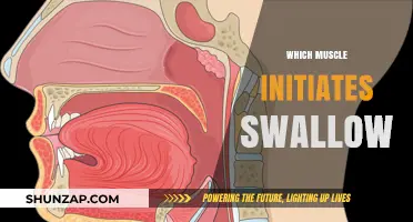 How Your Tongue Triggers the Swallowing Process