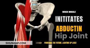 Abduction Movement: Which Muscle Is Responsible?