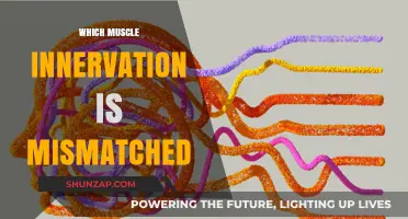 Muscle Innervation: Uncovering Mismatched Connections