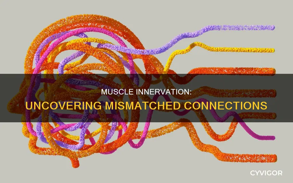 which muscle innervation is mismatched