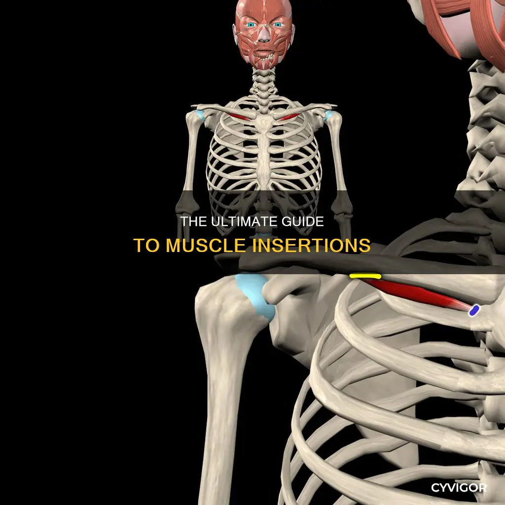which muscle inserts on the