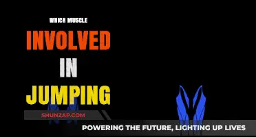 Exploring the Muscles Behind Jumping Performance