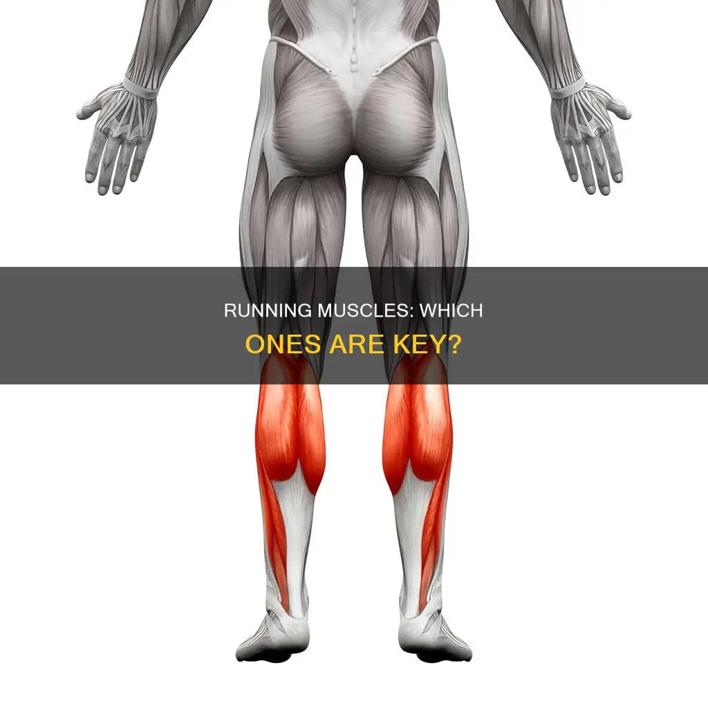 which muscle involved in running