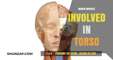 Unlocking the Torso: Muscles that Power Your Core