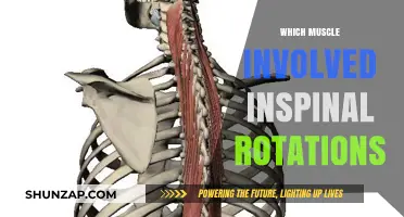 Spinal Rotations: Which Muscles Are Involved and Why