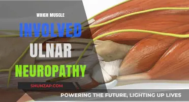 Ulnar Neuropathy: Muscles and Treatment Options