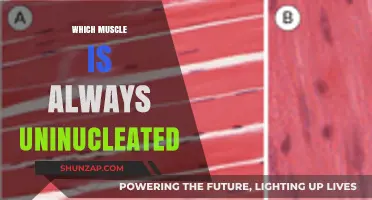 Uninucleated Muscle: What's the Secret to Their Power?
