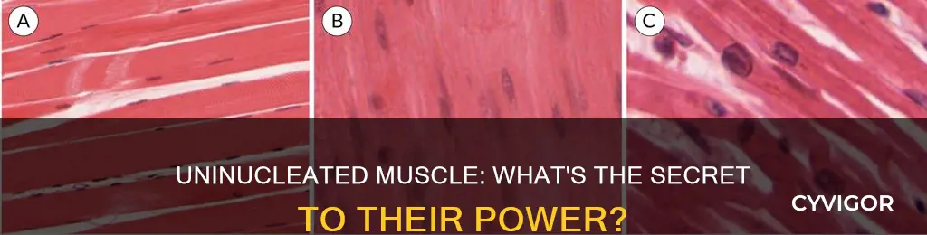 which muscle is always uninucleated