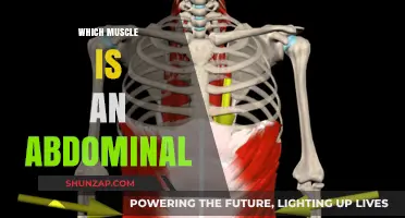 Abdominal Muscles: The Core of Your Body