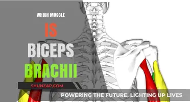 The Biceps Brachii Muscle: Origin, Anatomy, and Function