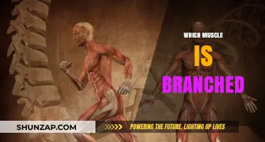 The Pec Muscle: Understanding its Unique Branching Structure