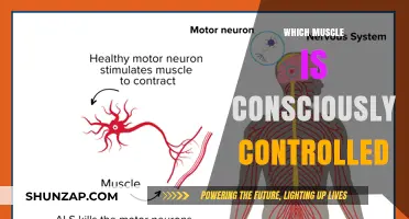 Mind Over Muscle: Exploring Conscious Control