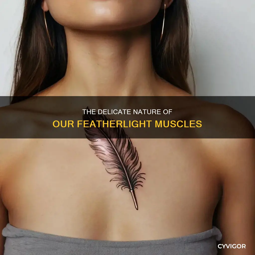 which muscle is featherlike