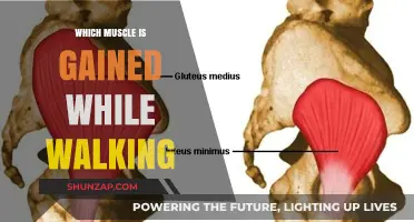 Walking's Muscle Benefits: Which Muscles Strengthen During Your Daily Stroll?