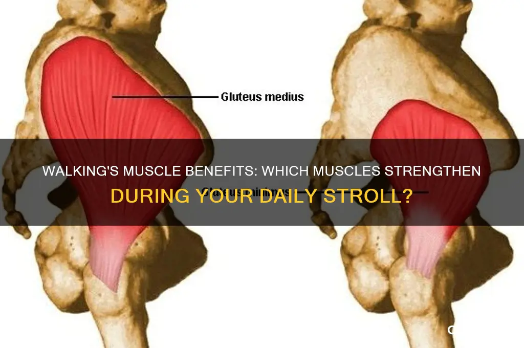 which muscle is gained while walking