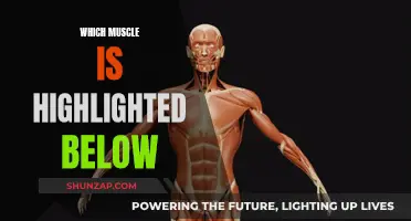 Highlight Reel: Muscles in Action
