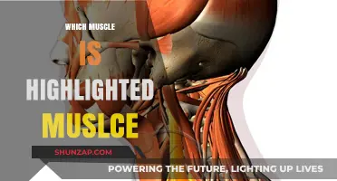 Highlight Your Muscles: The Science Behind the Aesthetic
