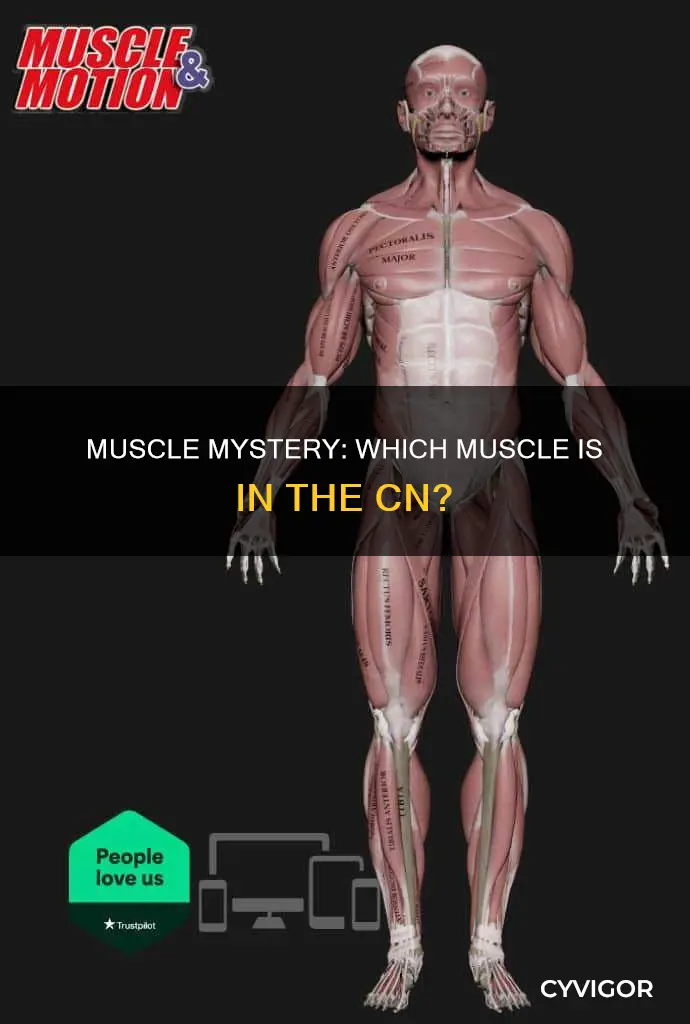 which muscle is in cn