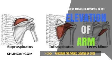 Key Muscles Responsible for Arm Elevation: Anatomy Explained