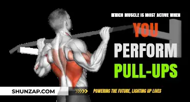 Pull-Up Power: Unveiling the Primary Muscle Driving Your Upper Body Strength