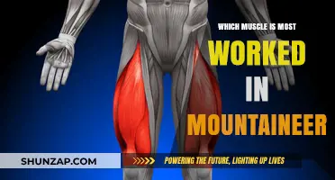 Mountaineering's Muscle Focus: Unveiling the Most Engaged Muscle Group