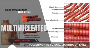 The Multinucleated Muscle Mystery: Unraveling the Unique Cell Structure