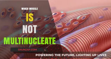Muscle Cell Nuclei: The Power of One