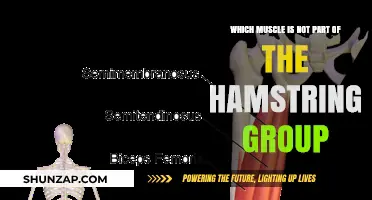 Unveiling the Hamstring Group: One Muscle Doesn't Belong
