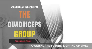 Unveiling the Quadriceps: One Muscle That Doesn't Belong
