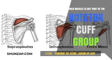 Identifying the Muscle Excluded from the Rotator Cuff Group