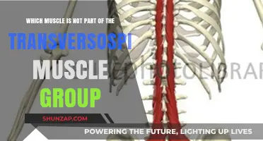 Transversospinalis Muscles: Identifying the One That Doesn't Belong
