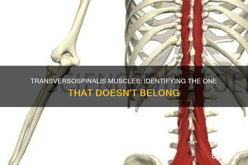 which muscle is not part of the transversospinalis muscle group