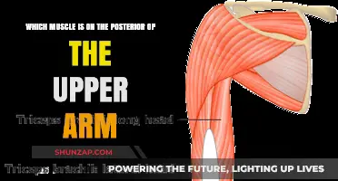 Upper Arm Anatomy: Identifying the Posterior Muscle in Detail